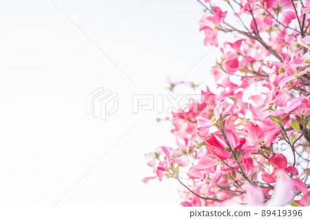  山茱萸花 89419396