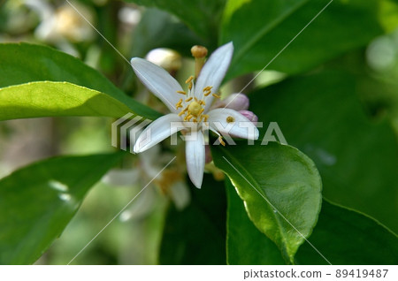 Lemon Flower 89419487