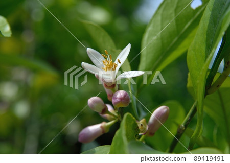 檸檬花 89419491