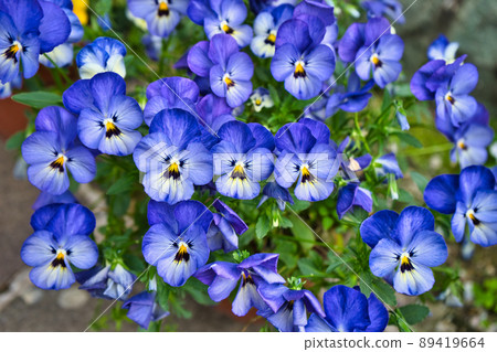 Blue pansy Blue pansy 89419664
