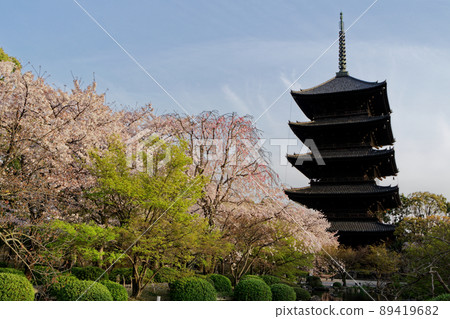 京都東寺五層寶塔和櫻花盛開 京都東寺五層寶塔和櫻花盛開 89419682