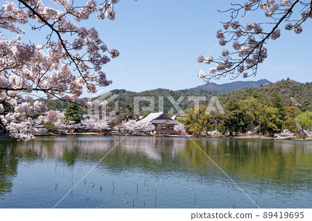 View of Daikakuji Temple's Five Great Halls from Kyoto Osawa Pond and cherry blossoms in full bloom View of Daikakuji Temple's Five Great Halls from Kyoto Osawa Pond and cherry blossoms in full bloom 89419695