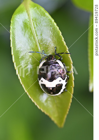 Akasujikinkamemushi（末齡幼蟲） 89419728