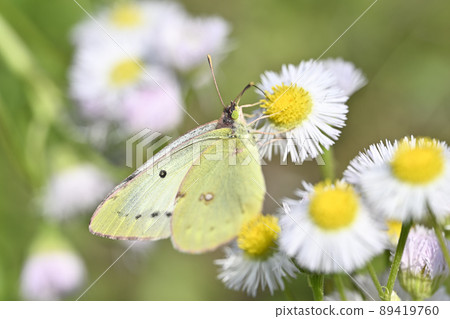 Colias erate 89419760