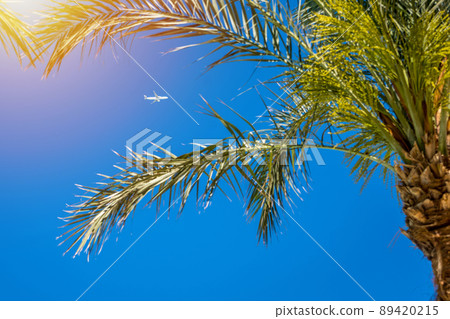 Palm trees and airplane 89420215