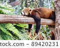 Red panda tired on a tree 89420231