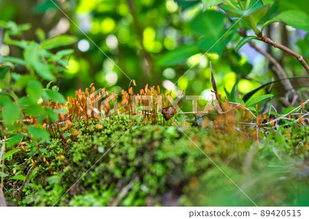 在里山發現的苔蘚孢子菌群 89420515