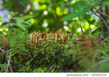Colony of moss sporophytes found in Satoyama Colony of moss sporophytes found in Satoyama 89420516