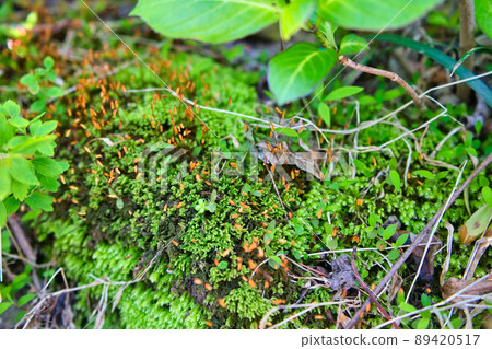 Colony of moss sporophytes found in Satoyama 89420517