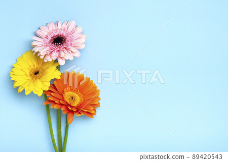 Bouquet of gerberas on blue background Top view Flat lay Holiday greeting card Happy moter's day, 8 March, Valentine's day, Easter concept Copy space Mock up. 89420543