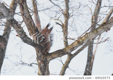 Winter Ezoris licking sap on the tree 89420573