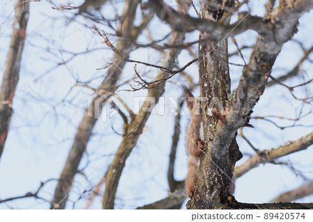 Winter Ezoris licking sap on the tree 89420574