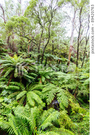 Don Rd Drive in Victoria Australia Don Rd Drive in Victoria Australia 89420763