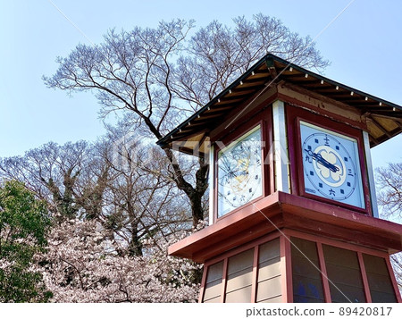 Tokugawa Ieyasu's mechanical clock and cherry blossoms against the blue sky [Okazaki Castle Park/Okazaki City, Aichi Prefecture] 89420817