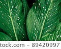 Leaves dark color with white dot beautiful in nature background 89420997