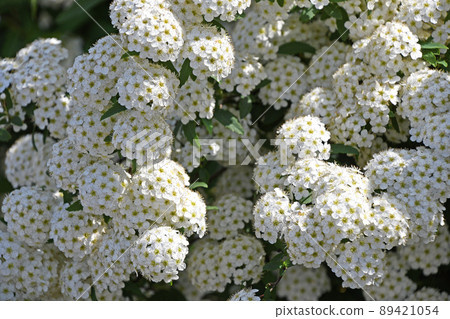 Kodemari (Otari) 89421054