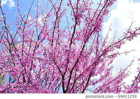 美國紫荊花心金豆科 89421259