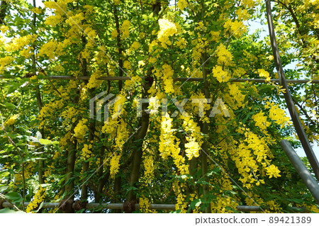 Wisteria Wisteria 89421389