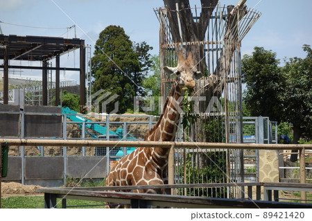 giraffe 89421420