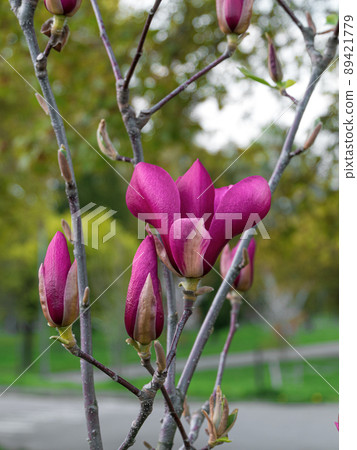 Magnolia tree branch with white purple blooming close up garden spring time, slightly moving blossom on a wind Magnolia tree branch with white purple blooming close up garden spring time, slightly moving blossom on a wind 89421779