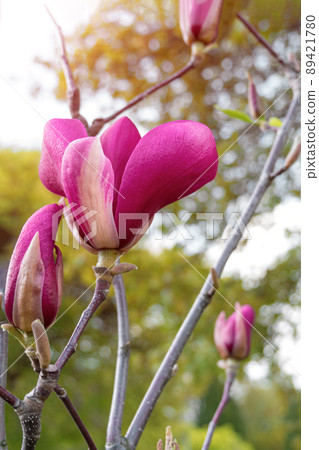 Magnolia tree branch with white purple blooming close up garden spring time, slightly moving blossom on a wind Magnolia tree branch with white purple blooming close up garden spring time, slightly moving blossom on a wind 89421780