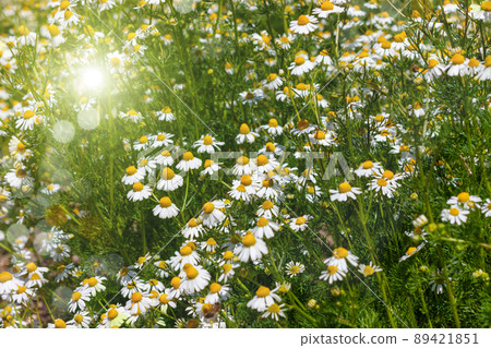 Blooming fresh camomiles meadow with flying bees. Beautiful chamomile flowers green leaves background with copy space. 89421851