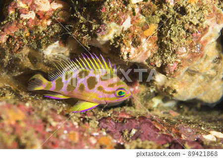 太平洋鱈魚花台 太平洋鱈魚花台 89421868