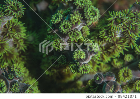 Soft coral 89421871