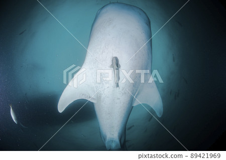 Whale shark Stock Photo