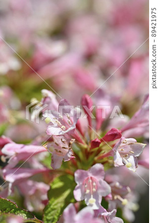 Fresh fruit 89421975