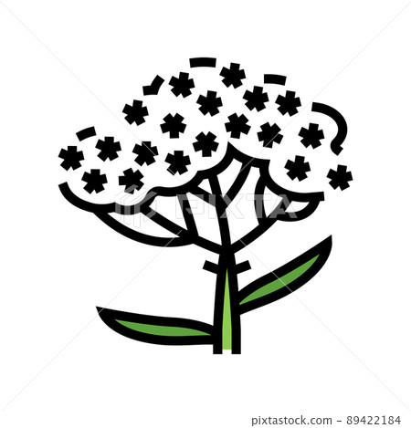 yarrow plant color icon vector illustration yarrow plant color icon vector illustration 89422184