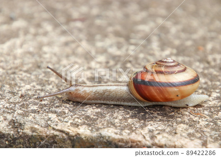 蝸牛在石階上移動 89422286