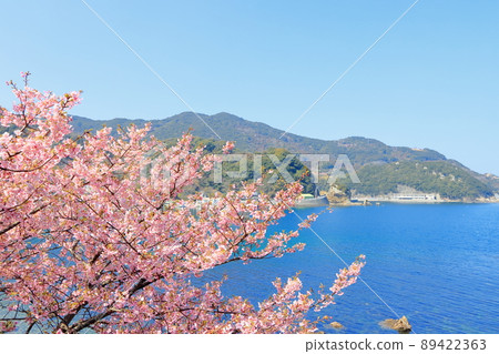 Kawazu cherry blossoms blooming on the beach 89422363