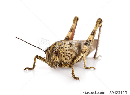 Anacridium aegyptium in studio Anacridium aegyptium in studio 89423125