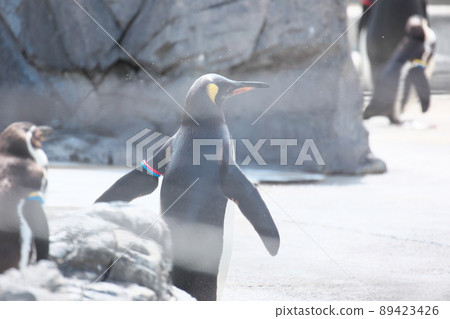 Aquarium penguin Aquarium penguin 89423426
