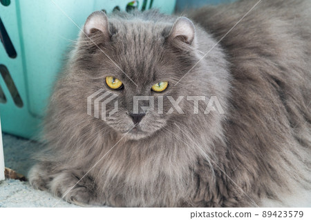 Russia. Kronstadt. April 23, 2022. The cat of the joint breed is an American curl and a long-haired Briton. Russia. Kronstadt. April 23, 2022. The cat of the joint breed is an American curl and a long-haired Briton. 89423579