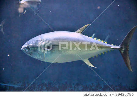 Tuna to swim 89423796