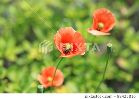 Orange long fruit chicks (Papaver dubium) 89423816