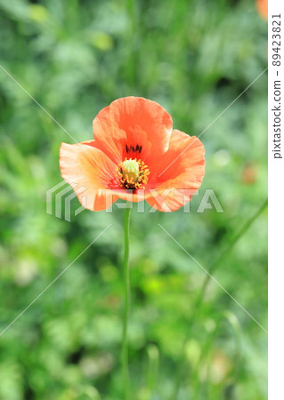 橙色長果小雞(Papaver dubium) 橙色長果小雞(Papaver dubium) 89423821