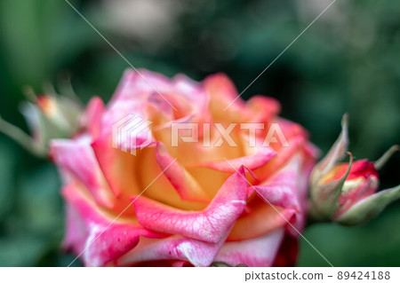 Pink striped rose flower with green leaves in the garden. 89424188
