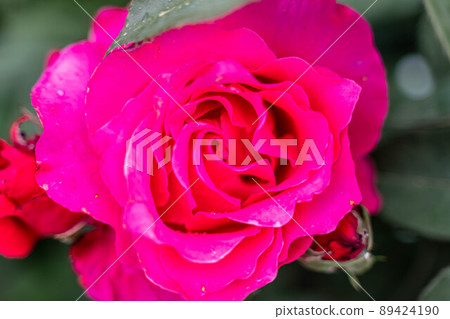 Pink rose flower with green leaves in the garden. Pink rose flower with green leaves in the garden. 89424190