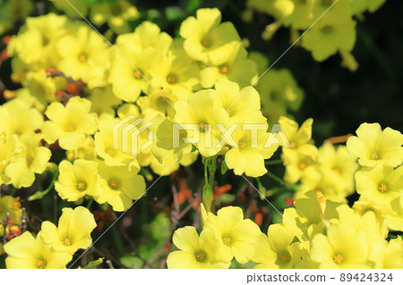 Large yellow flower in full bloom (Bermuda buttercup) 89424324