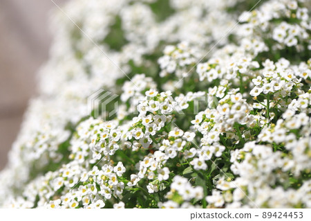 白色香雪草花 (Alyssum) 白色香雪草花 (Alyssum) 89424453