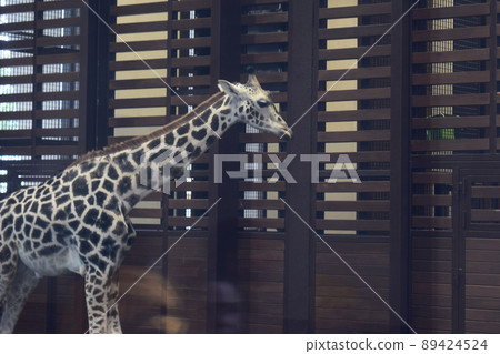 Beautiful giraffe in a zoo. Giraffe head Beautiful giraffe in a zoo. Giraffe head 89424524