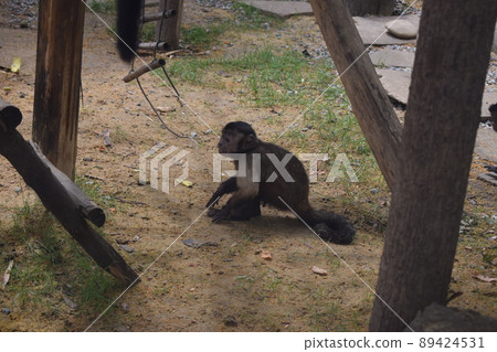Little Capuchin Monkey 89424531