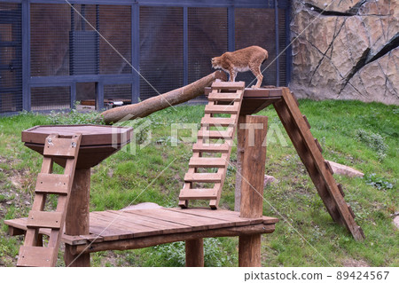 Wild predatory dangerous cat. Lynx in a zoo. Wild predatory dangerous cat. Lynx in a zoo. 89424567