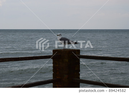 One seagull sits on a old sea pier. One seagull sits on a old sea pier. 89424582