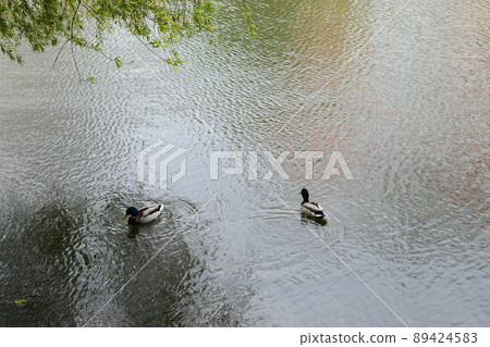 two ducks swimming across a lake two ducks swimming across a lake 89424583