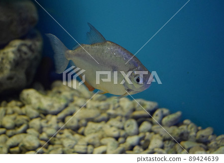Cachama Or Pacu Fish. Aquarium Shot Cachama Or Pacu Fish. Aquarium Shot 89424639