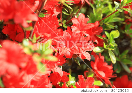 明亮的紅色杜鵑花 89425013